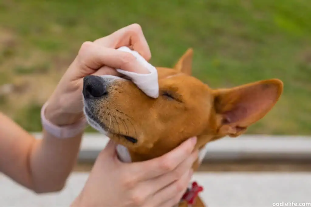 basenji dog eye wipe