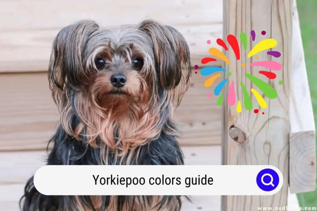 Yorkiepoo colors