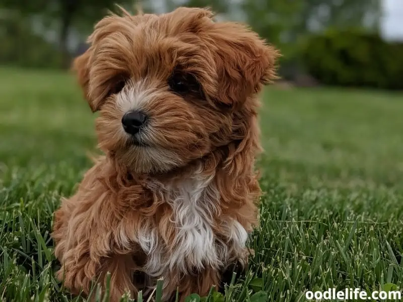 Yorkiepoo on the grass