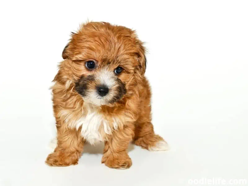 Yorkiepoo on white background