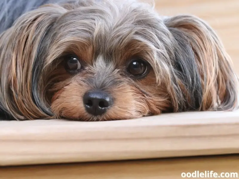 Yorkiepoo puppy feels tired