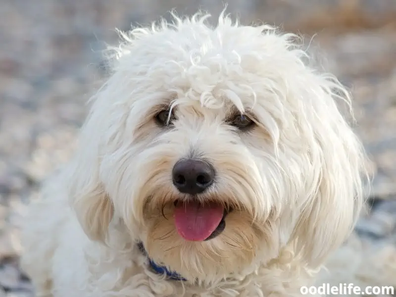 Yorkiepoo puppy tongue out