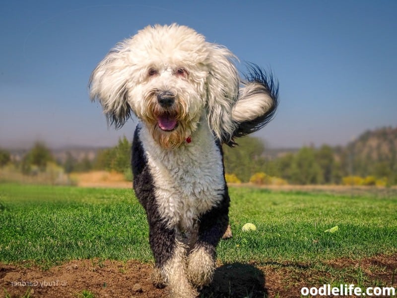 adult Sheepadoodle walks on the ground