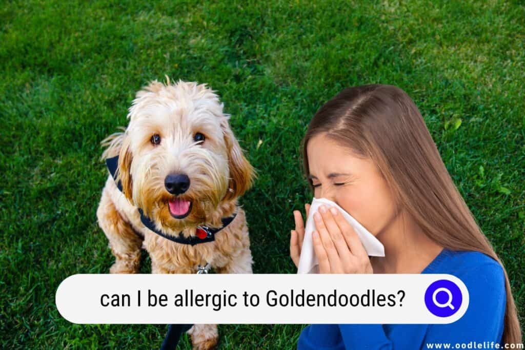 allergic to Goldendoodles
