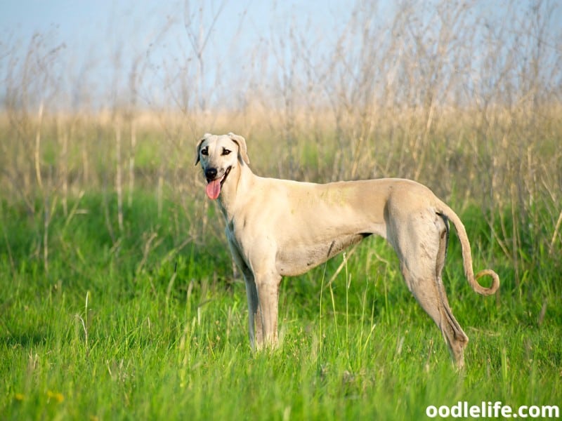 Arabian Greyhound stands on the grass