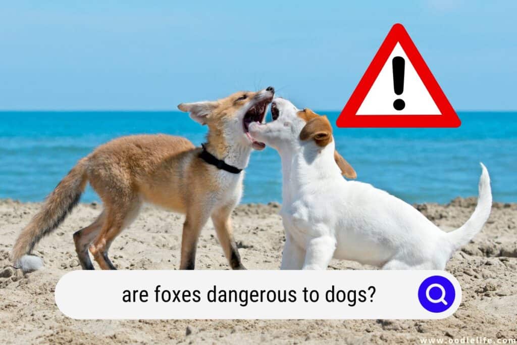 are foxes dangerous to dogs