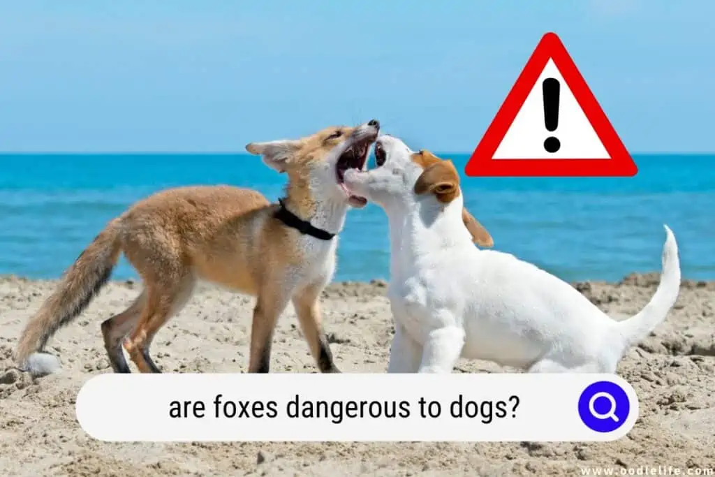 are foxes dangerous to dogs