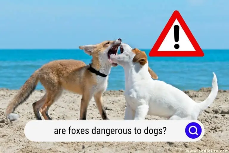 Are Foxes Dangerous to Dogs?
