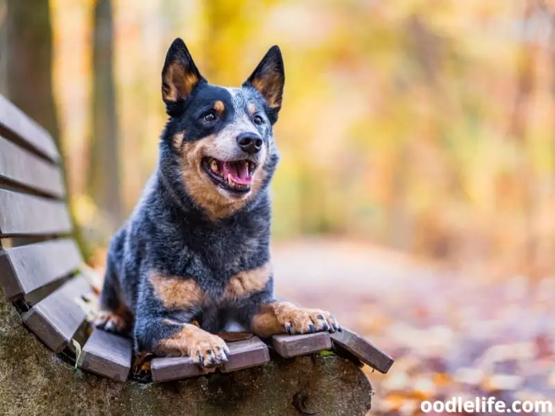 Australian Cattle Dog sits on the bench
