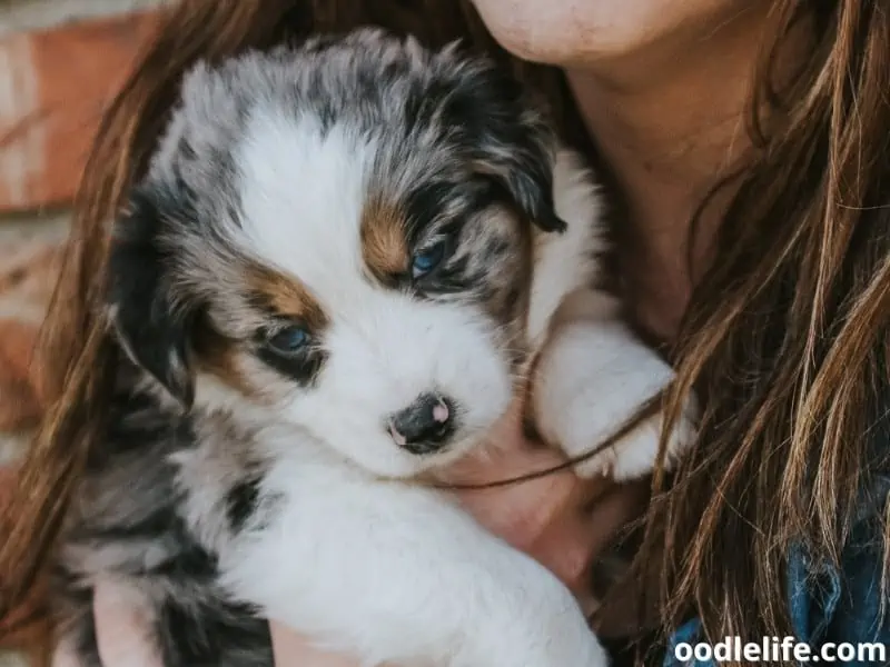 Australian Shepherd and owner