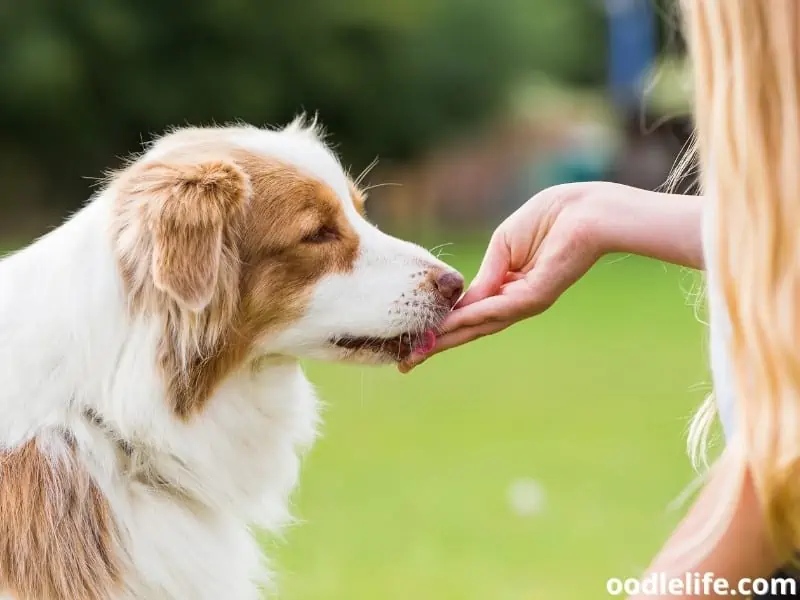 Australian Shepherd gets treat from owner