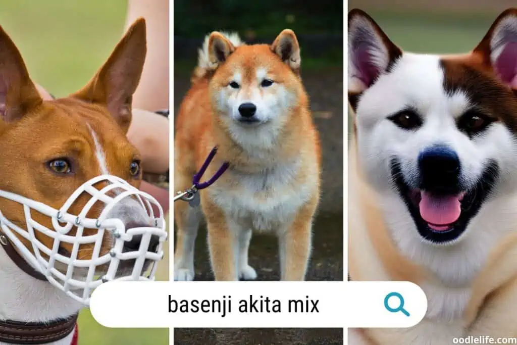 rare basenji akita mix