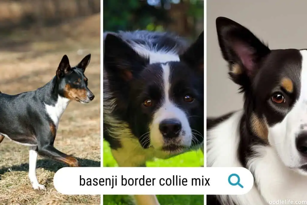 basenji border collie mix