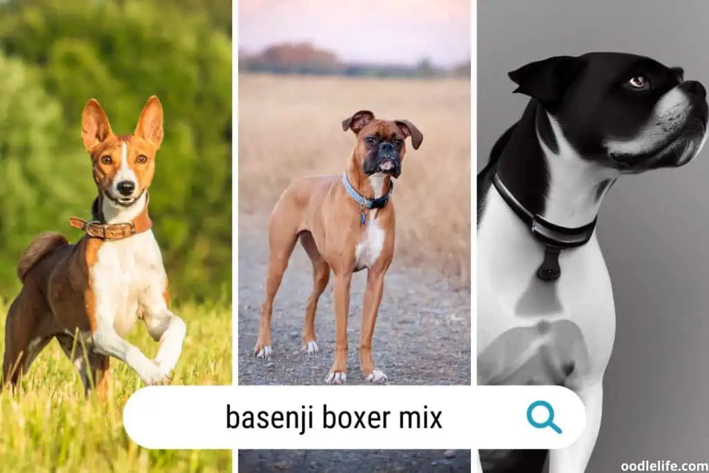 basenji boxer mix