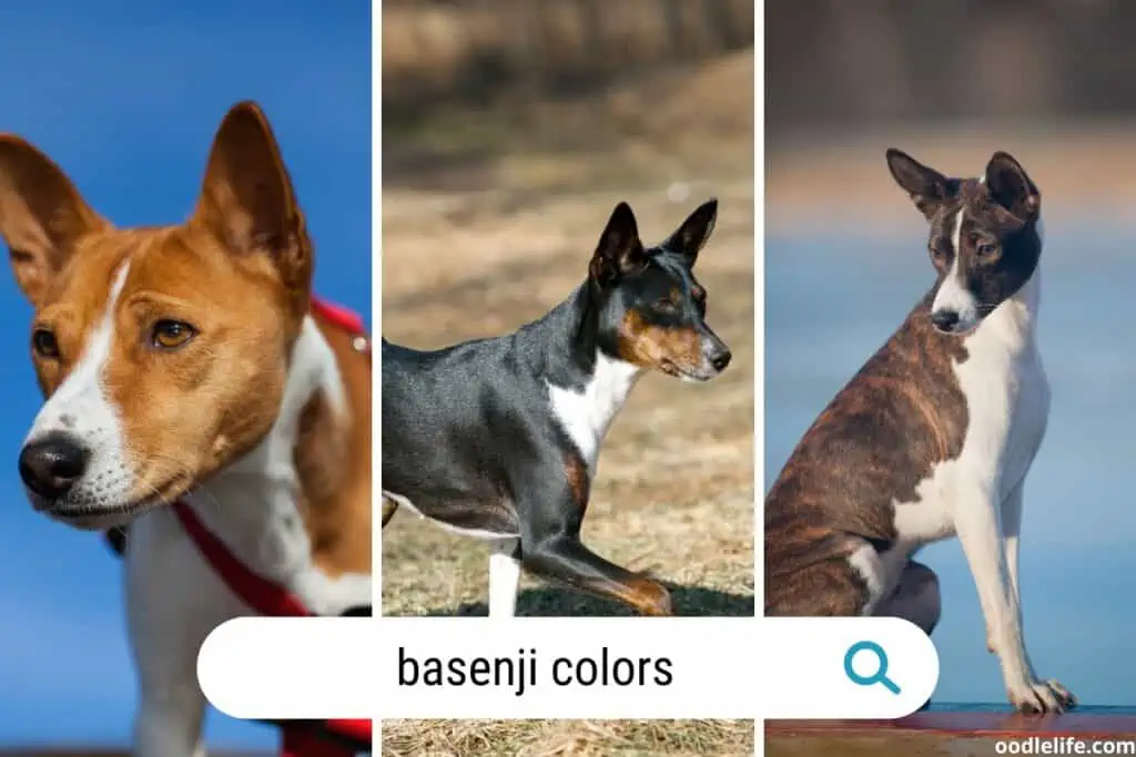 basenji coat colors