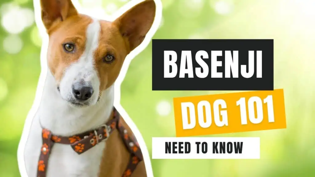 basenji dog 101