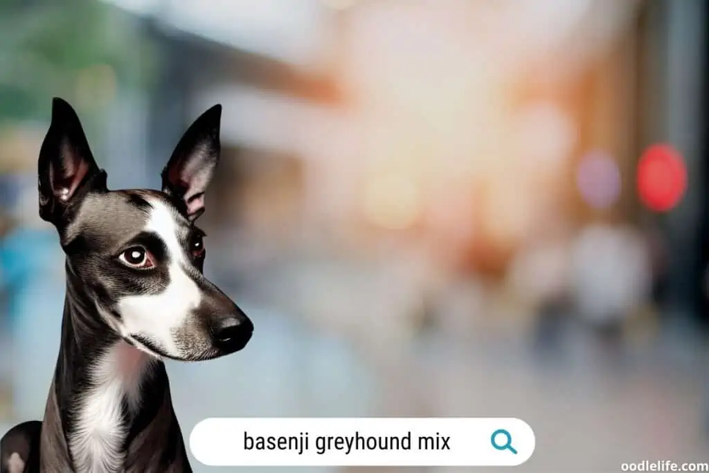 black and white basenji greyhound mix