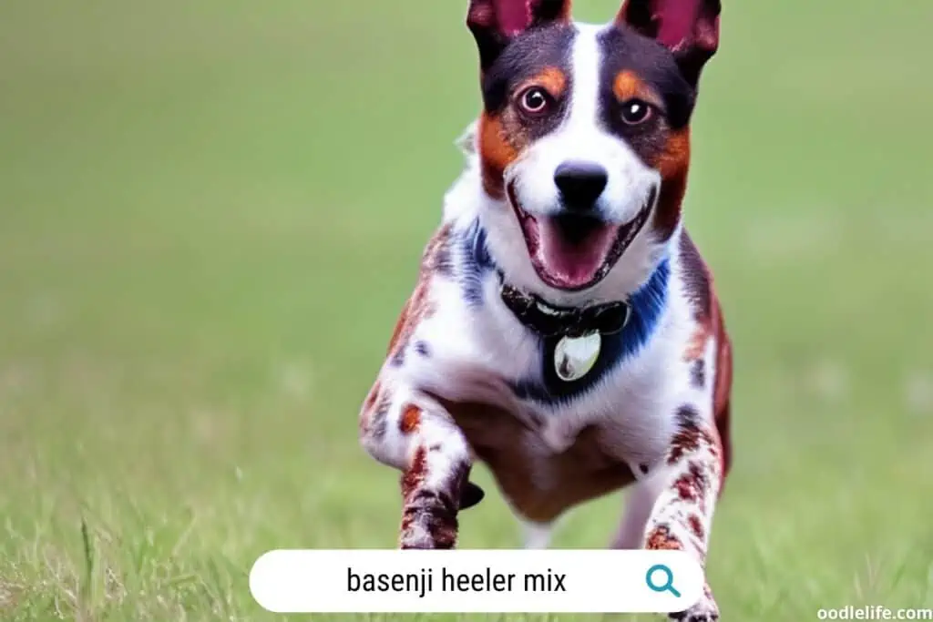 basenji heeler mix