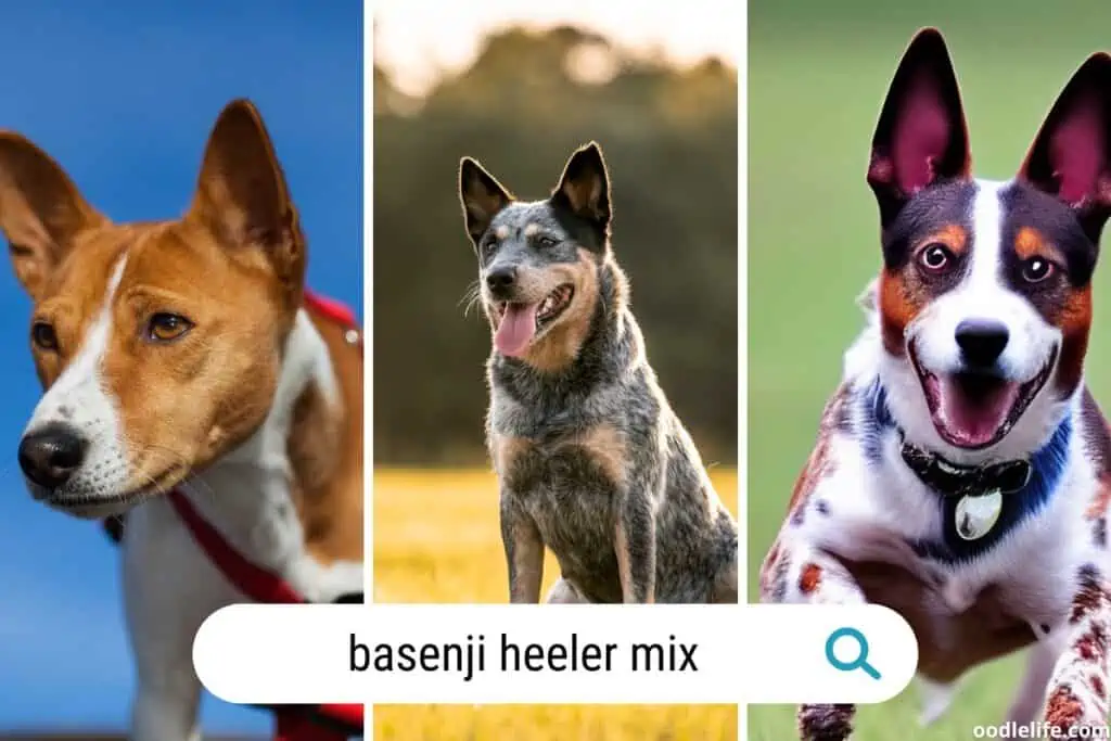 basenji heeler and a a basenji heeler mix