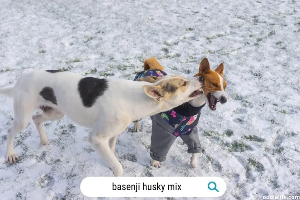 basenji husky mix