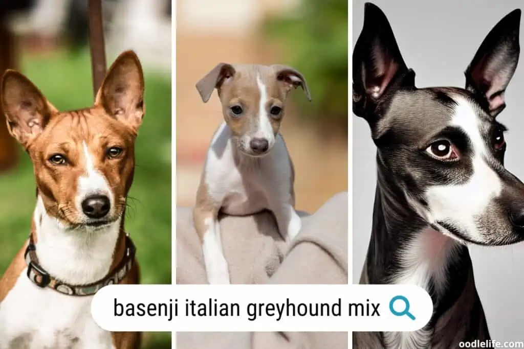 basenji italian greyound mix