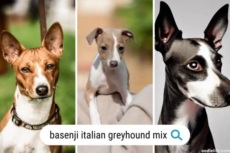 Italian Greyhound Basenji Mix (Photos + 8 Fun Facts About Them)