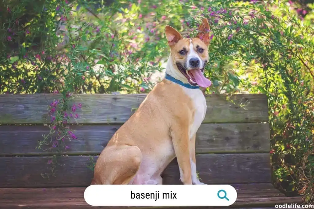 a basenji cattle dog mix