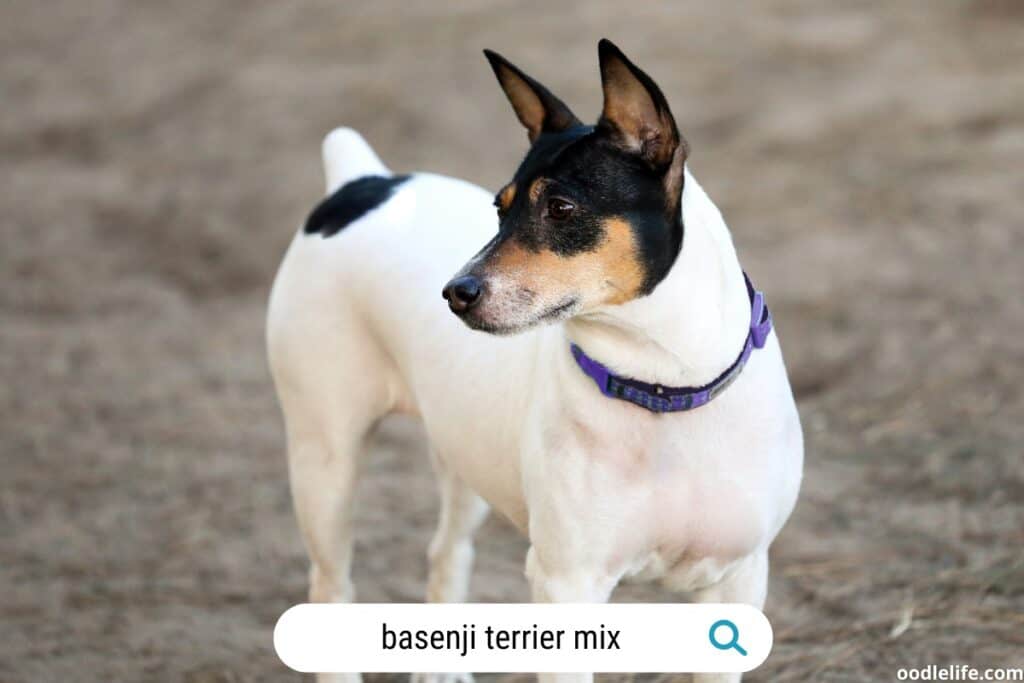 basenji terrier mix