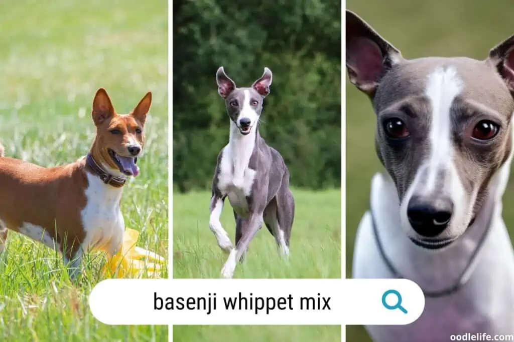 basenji whippet mix