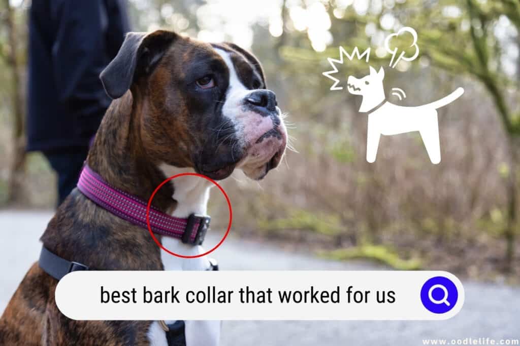 best bark collar