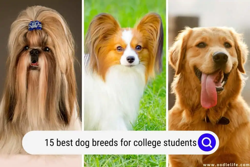best dog breeds for college students