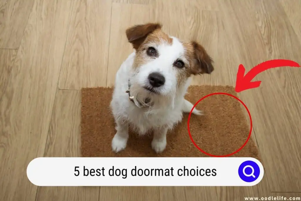 best dog doormat