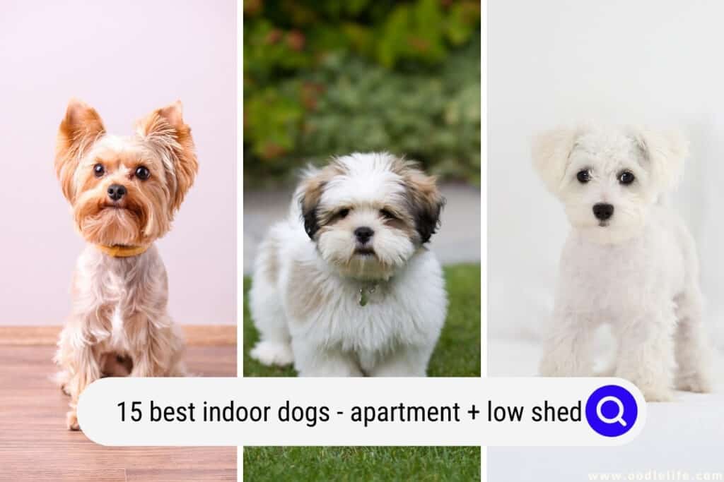 15 Best INDOOR Dogs (with Pictures) Apartment + Low Shed Oodle Life