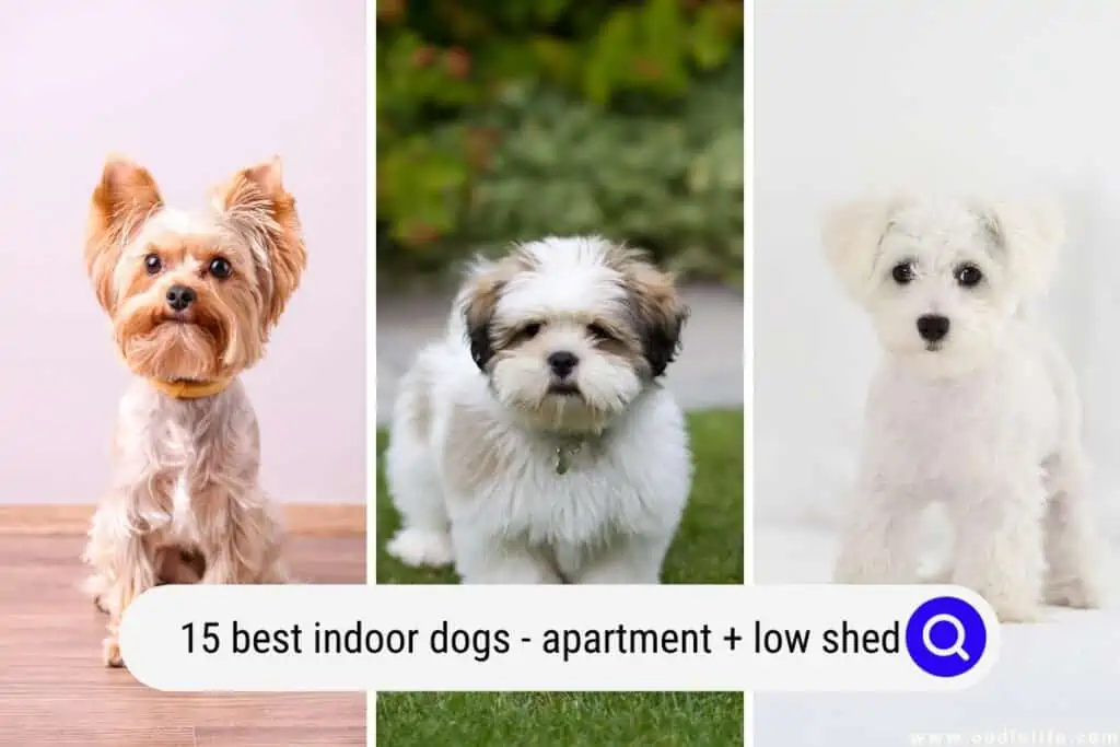 best indoor dogs