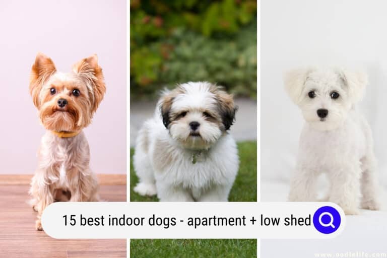 15 Best INDOOR Dogs (with Pictures) Apartment + Low Shed Oodle Life
