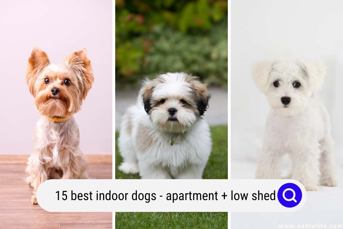 15 Best INDOOR Dogs with Pictures Apartment Low Shed Oodle Life