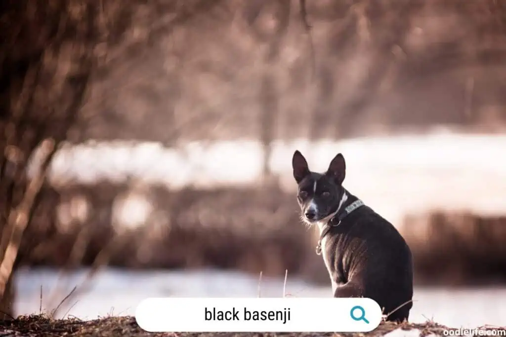 a black basenji looks back at the photographer