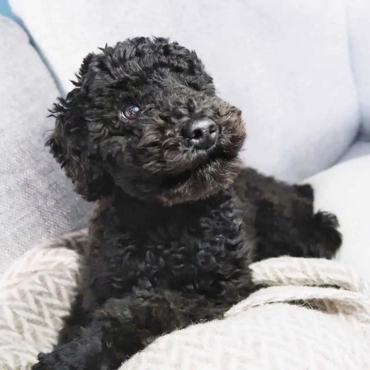 black Toy Poodle wants attention