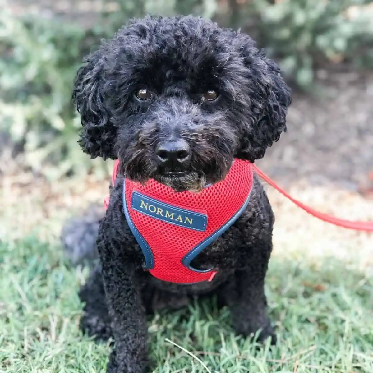 black Toy Poodle with harness