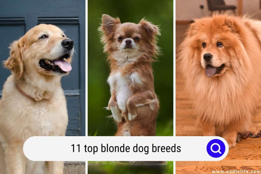 blonde dog breeds
