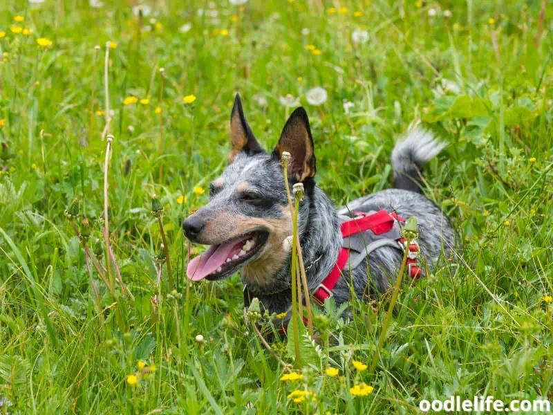 Blue Heeler hiding behind the grass.