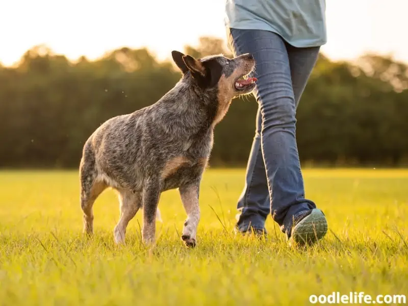 Blue Heeler walks with his owner