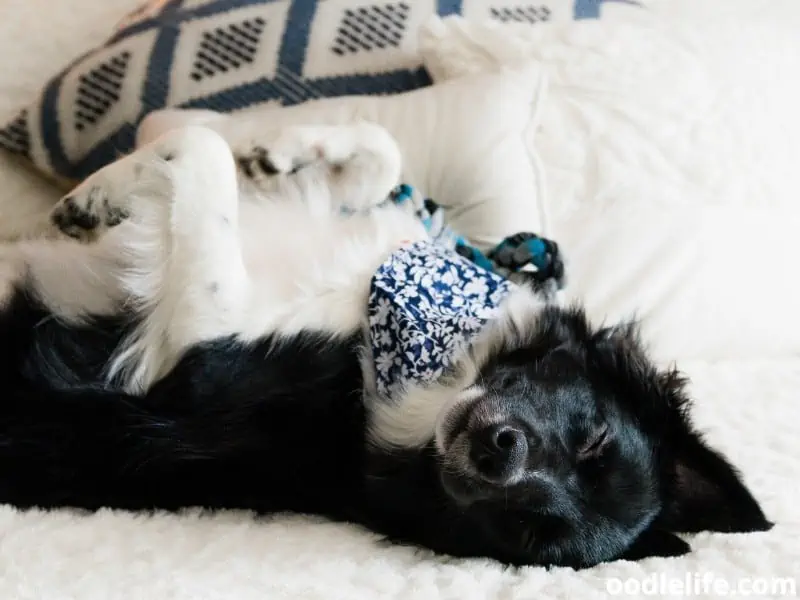 Border Collie sleeps comfortably