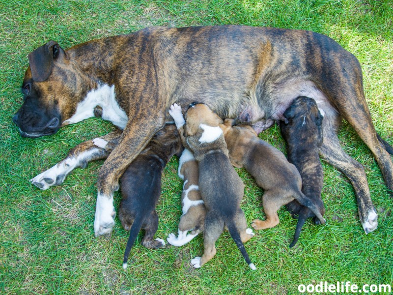 Boxer feeds her puppies