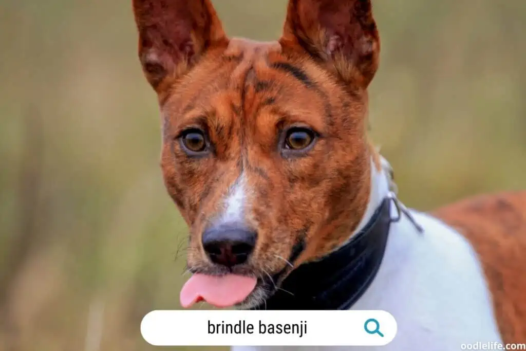 brindle basenji up close