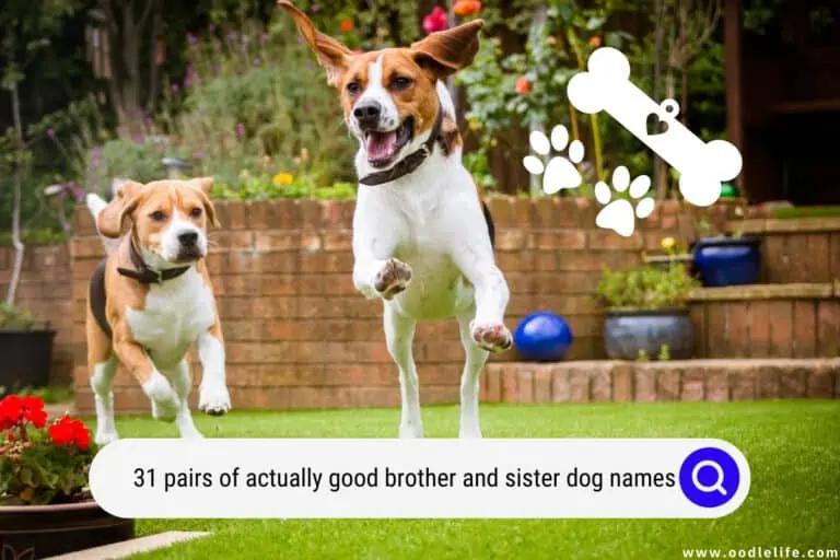 31 Pairs of Actually GOOD Brother and Sister Dog Names!