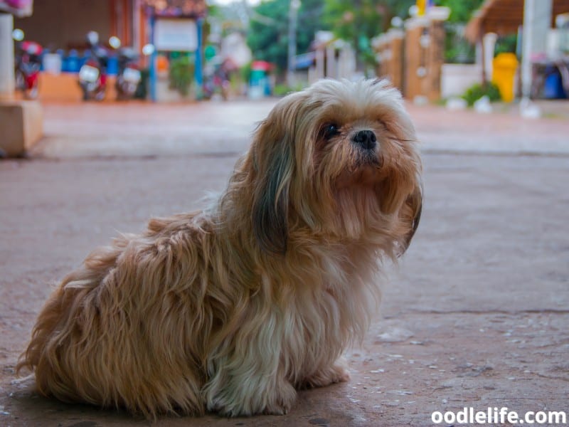 brown Maltese sits on the road