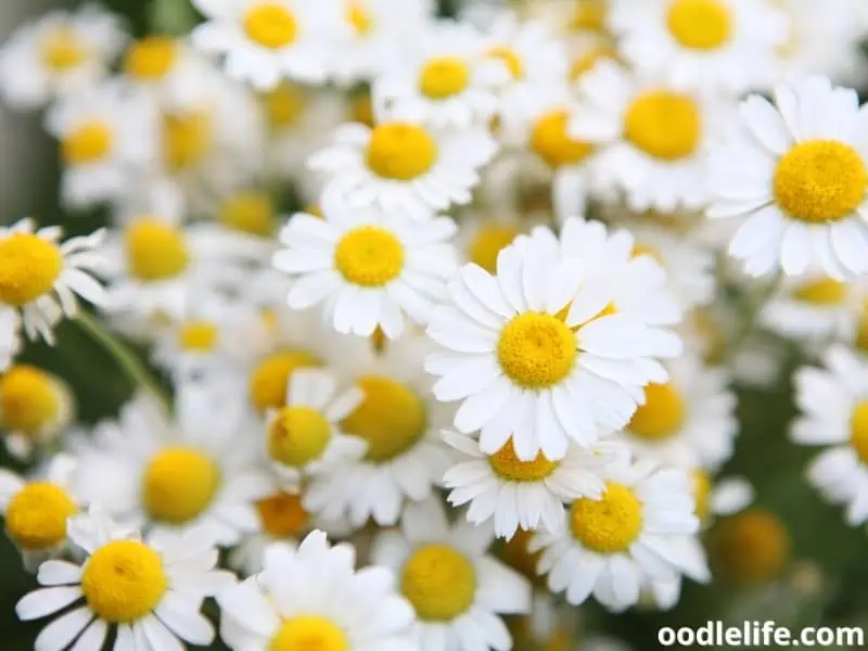 bunch of chamomile flowers