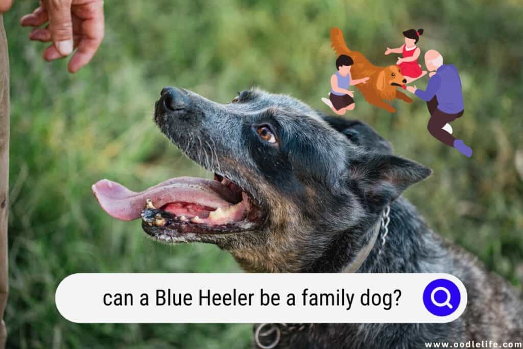 can a Blue Heeler be a family dog
