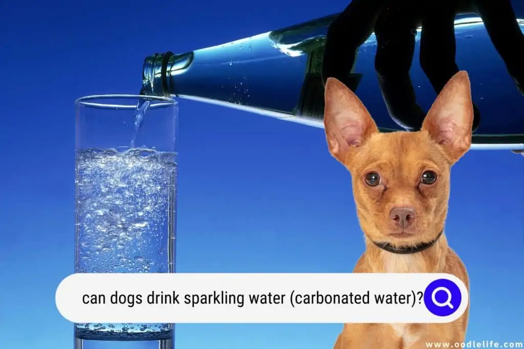 can dogs drink sparkling water